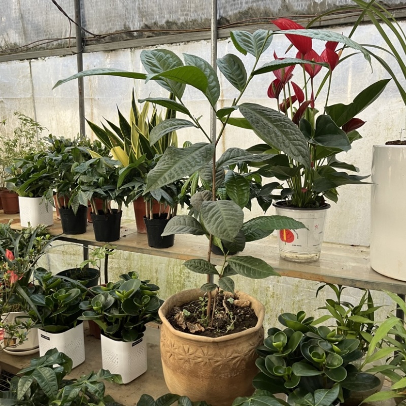 古树茶苗批发大叶种茶苗自家基地普洱茶苗批发零售大量现货的