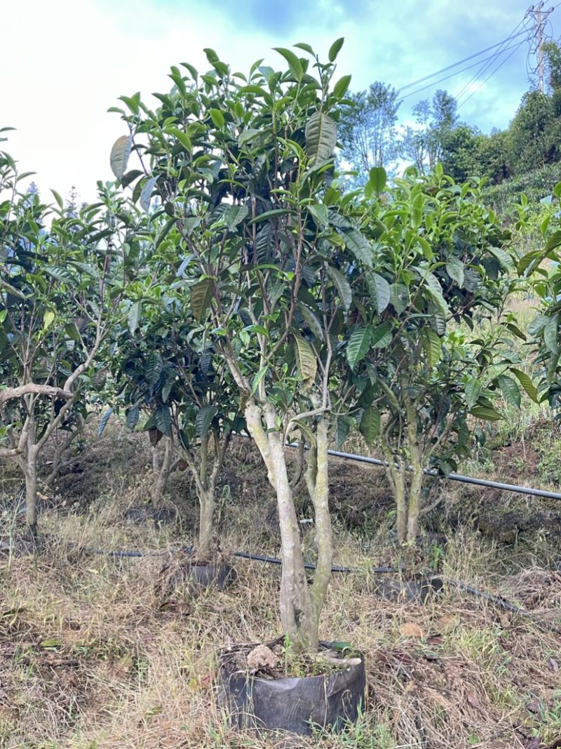 古树茶苗批发大叶种茶苗自家基地普洱茶苗批发零售大量现货的