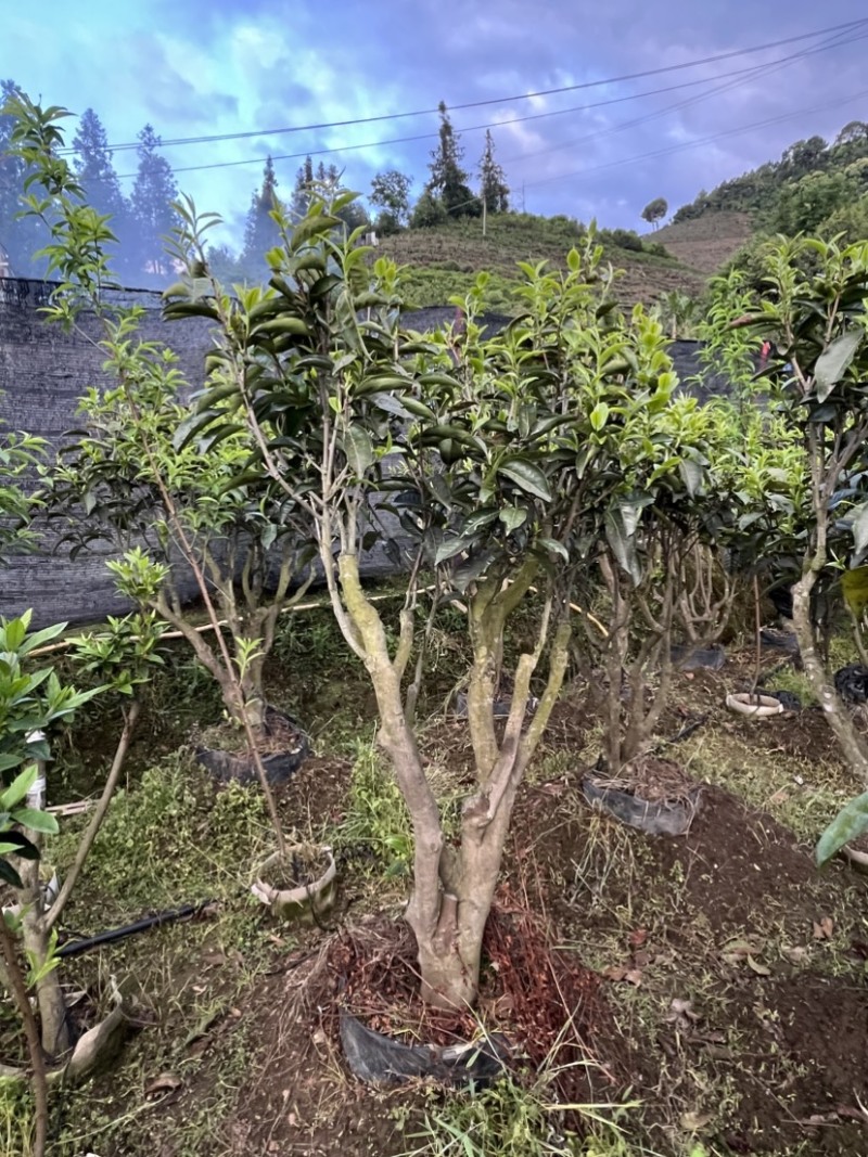 古树茶苗批发大叶种茶苗自家基地普洱茶苗批发零售大量现货的