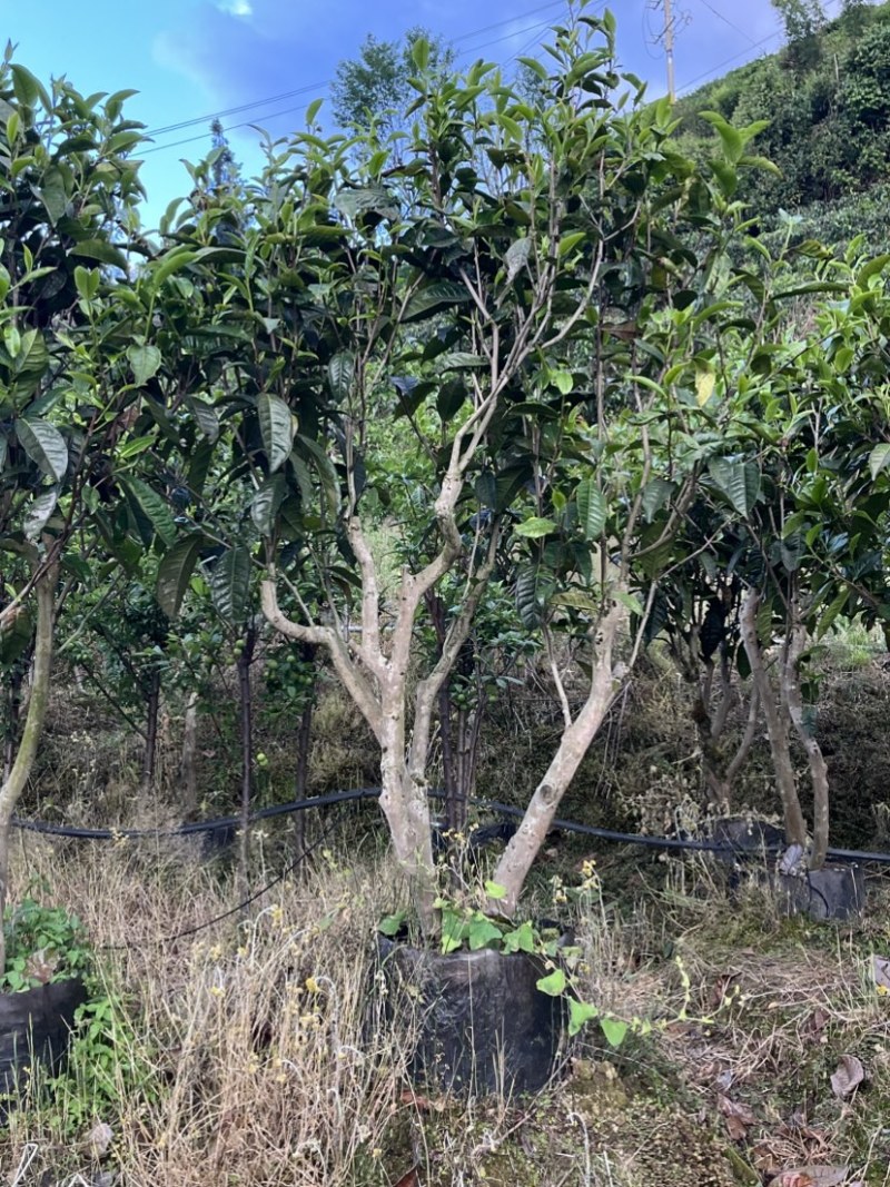 古树茶苗批发大叶种茶苗自家基地普洱茶苗批发零售大量现货的