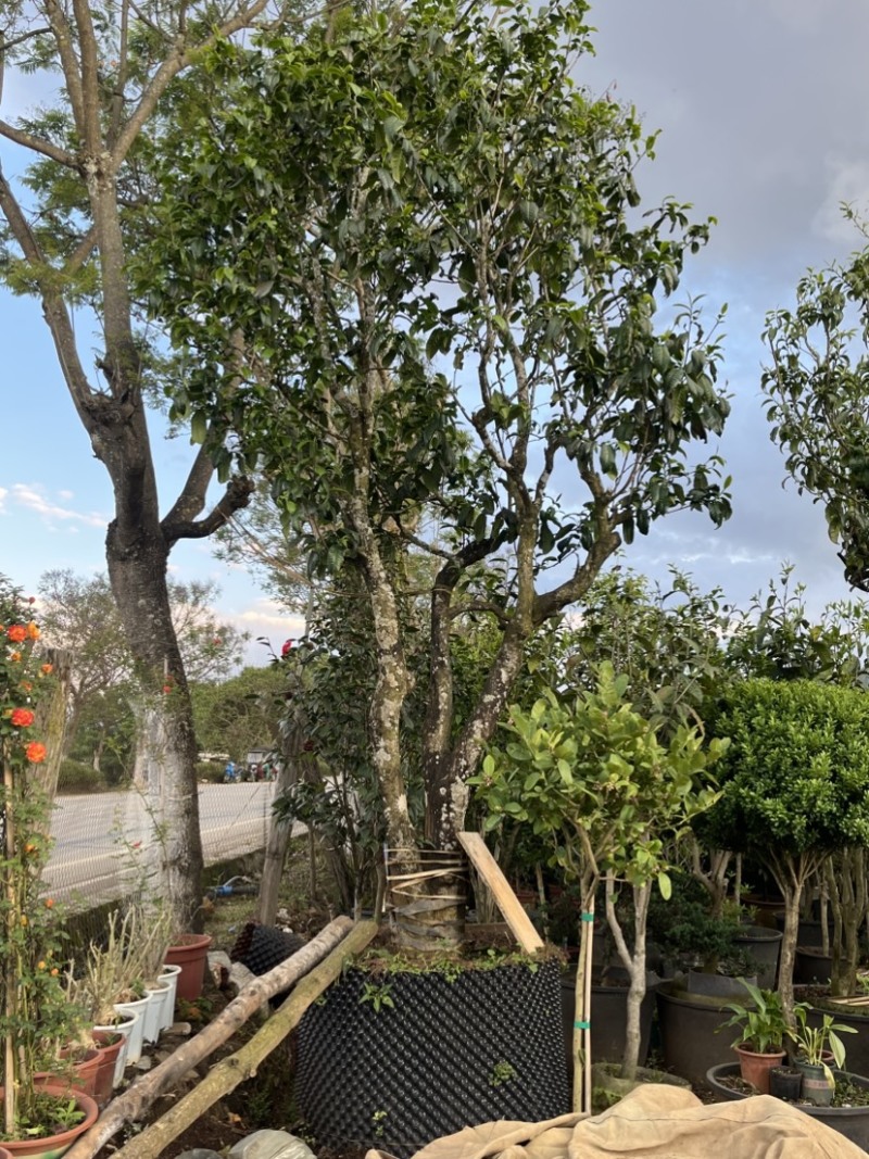 古树茶苗批发大叶种茶苗自家基地普洱茶苗批发零售大量现货的