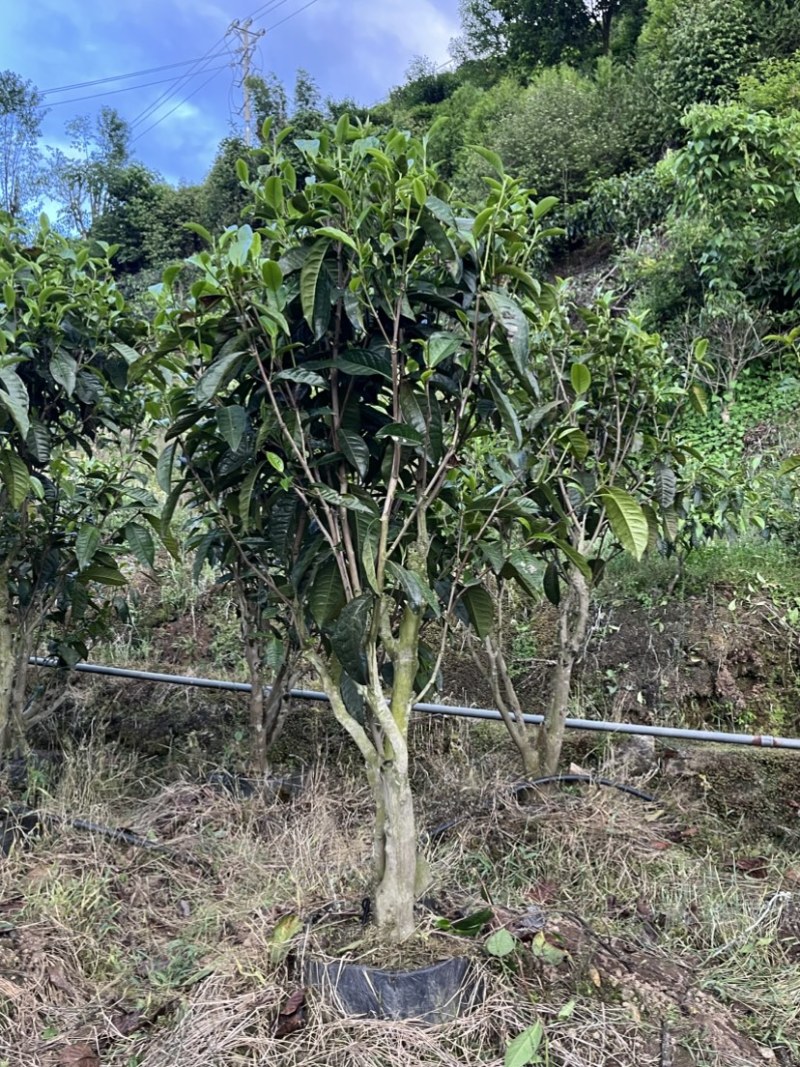 古树茶苗批发大叶种茶苗自家基地普洱茶苗批发零售大量现货的