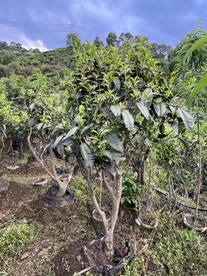 古树茶苗批发大叶种茶苗自家基地普洱茶苗批发零售大量现货的