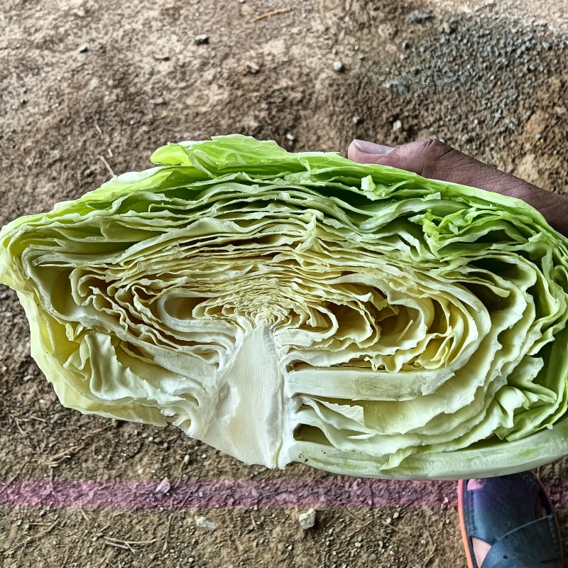 京丰一号