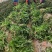 兰州红叶莴笋掉价了，有需要得老板联系，大量有货