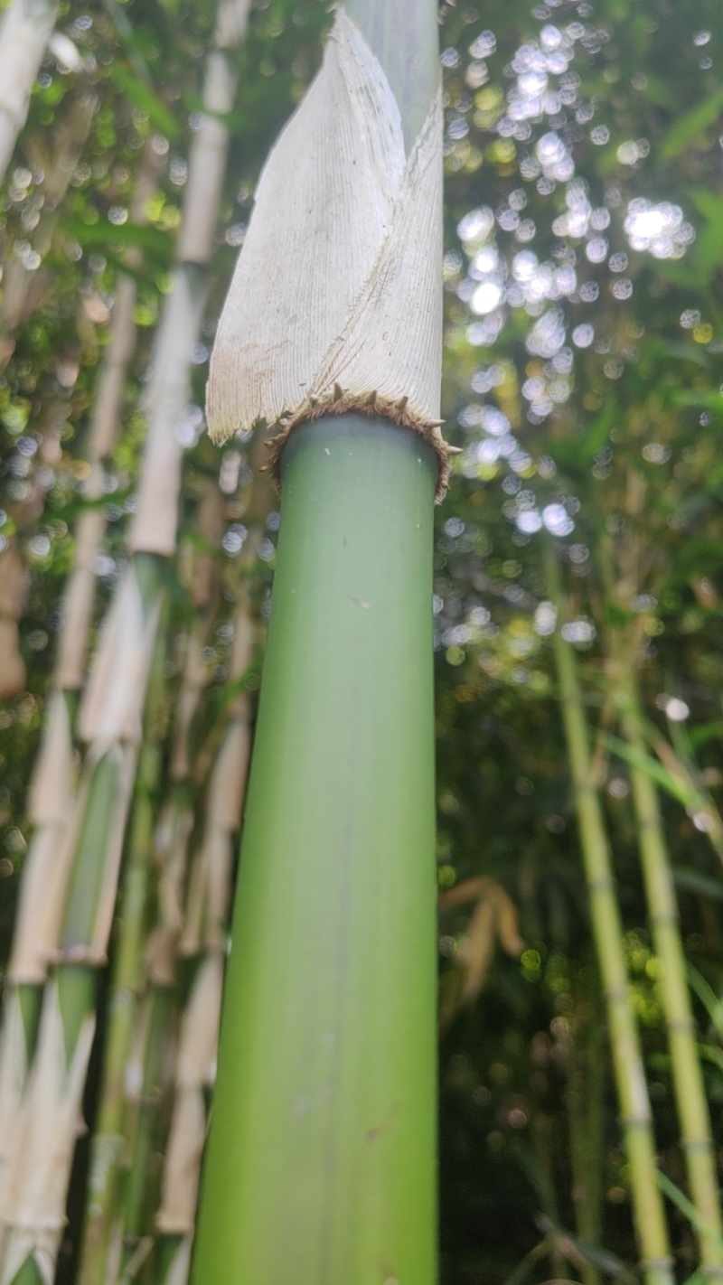 八月笋刺竹笋种苗八九月份长竹笋