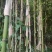 八月笋刺竹笋种苗八九月份长竹笋