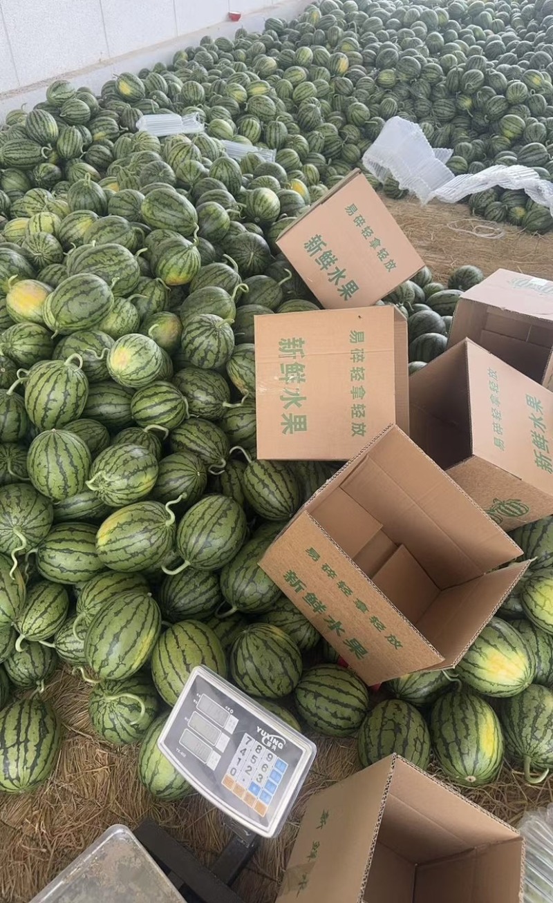小糖丸西瓜现摘现发，果园产地直发全国发货可长期合作