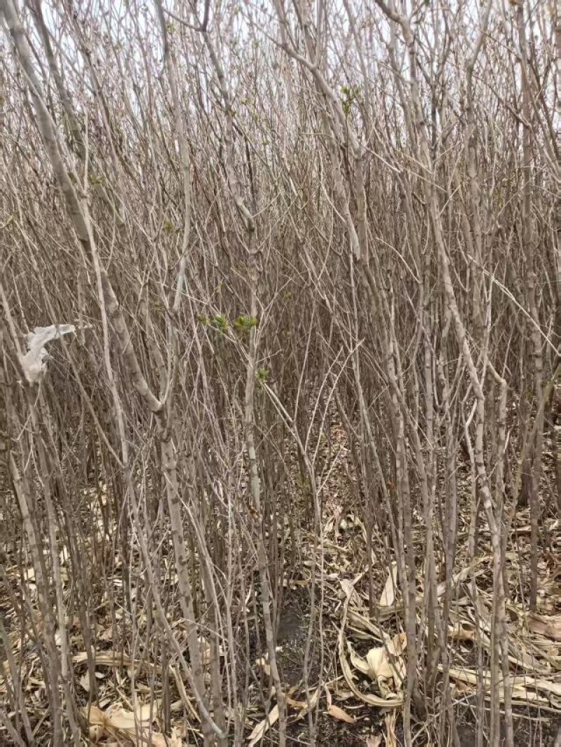 丁香树量大优惠