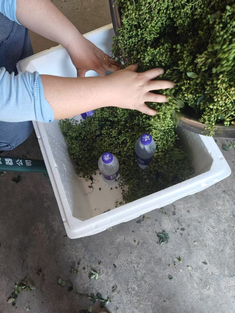 鲜花椒有机富硒鲜花椒上市了当天采摘当天发货