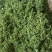 鲜花椒有机富硒鲜花椒上市了当天采摘当天发货