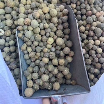 没食子干货没食子中药材！欢迎选购！量大从优！