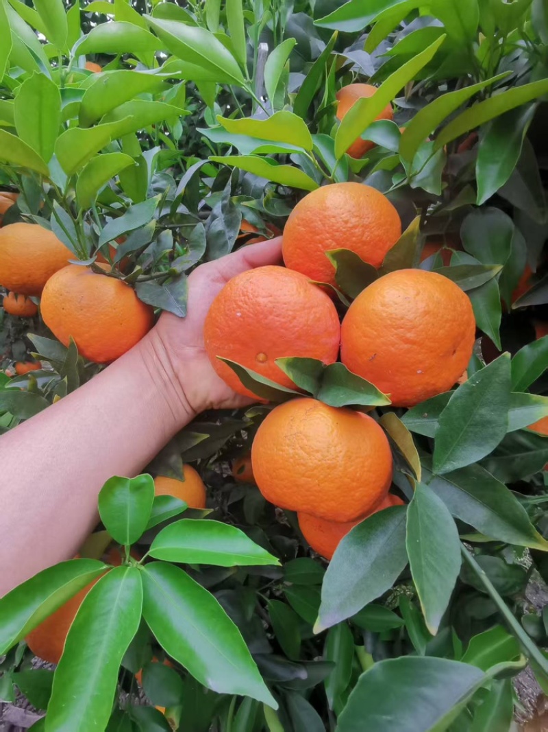 沃柑