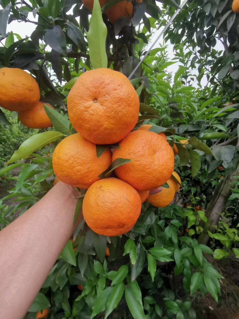 沃柑