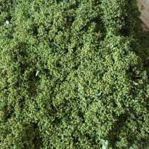 鲜花椒有机富硒鲜花椒上市了当天采摘当天发货