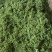鲜花椒有机富硒鲜花椒上市了当天采摘当天发货