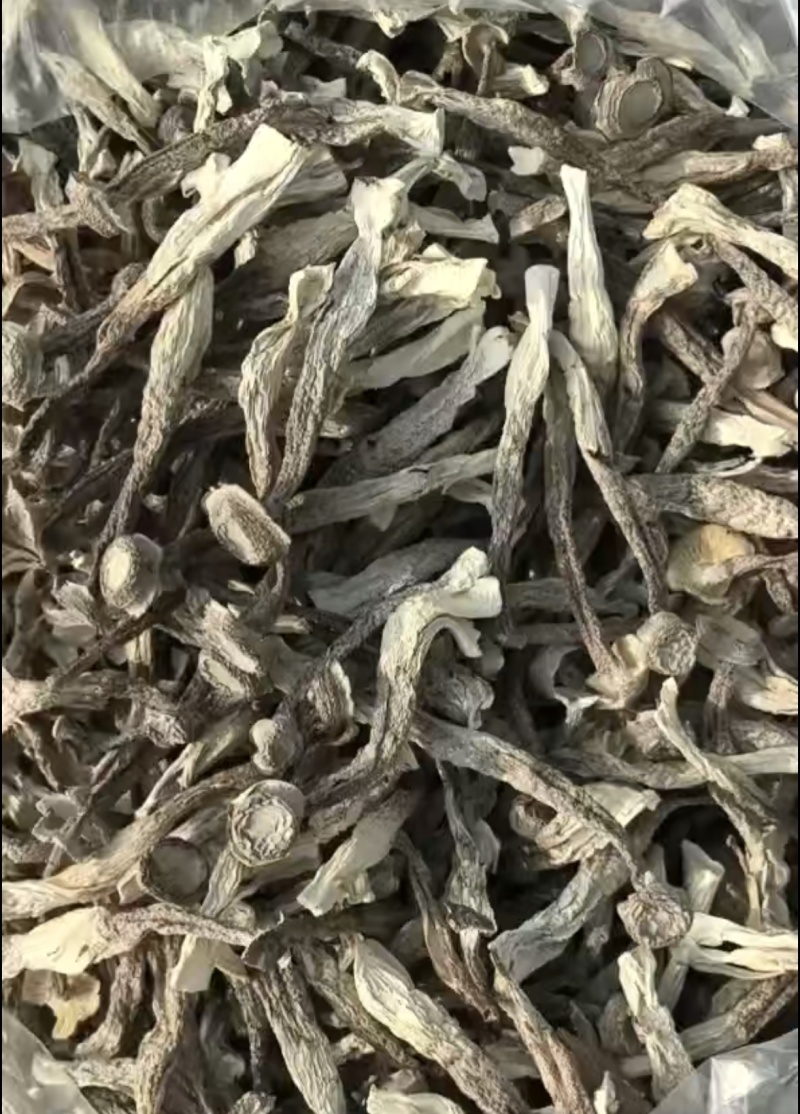 精品鹿茸菇干货批发质量好的很价格美丽量大从优大量现货