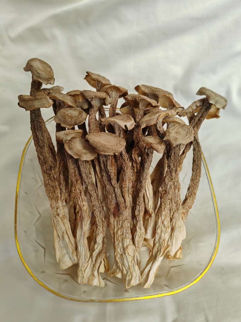 精品鹿茸菇干货批发质量好的很价格美丽量大从优大量现货