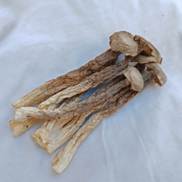 精品鹿茸菇干货批发质量好的很价格美丽量大从优大量现货