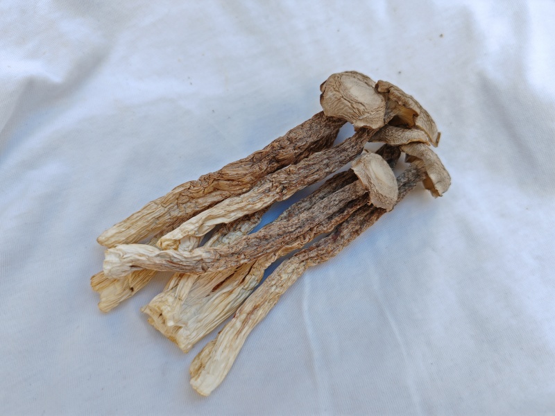 精品鹿茸菇干货批发质量好的很价格美丽量大从优大量现货