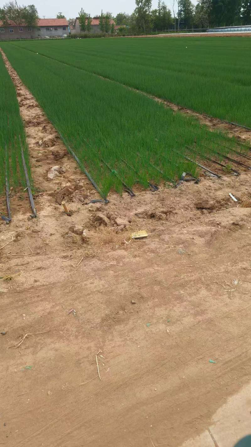 惠和六号葱苗铁杆大葱苗山东种苗基地直发品质保证