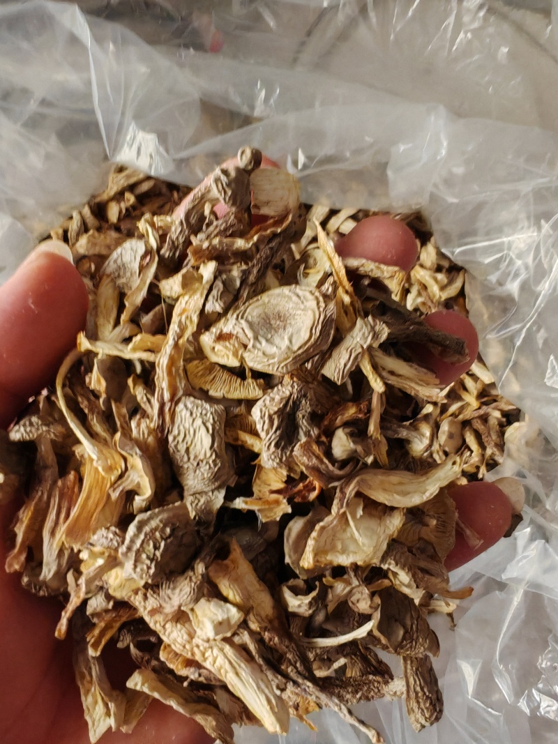 精品好干鹿茸菇碎片大量现货无土无沙无碎末