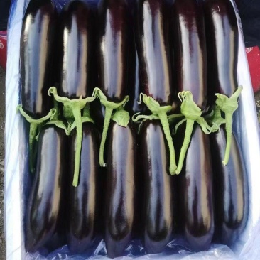 茄子