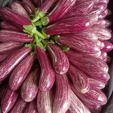 花茄