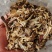 精品鹿茸菇碎片价格美丽质量好批发零售大量有货