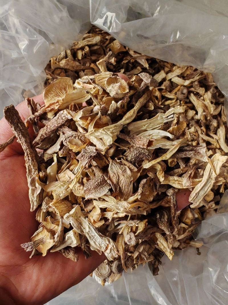 精品鹿茸菇碎片价格美丽质量好批发零售大量有货