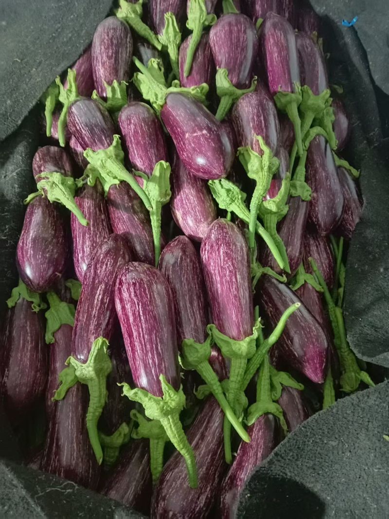 花茄