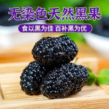 鲜果黑桑椹产地直发万亩种植园