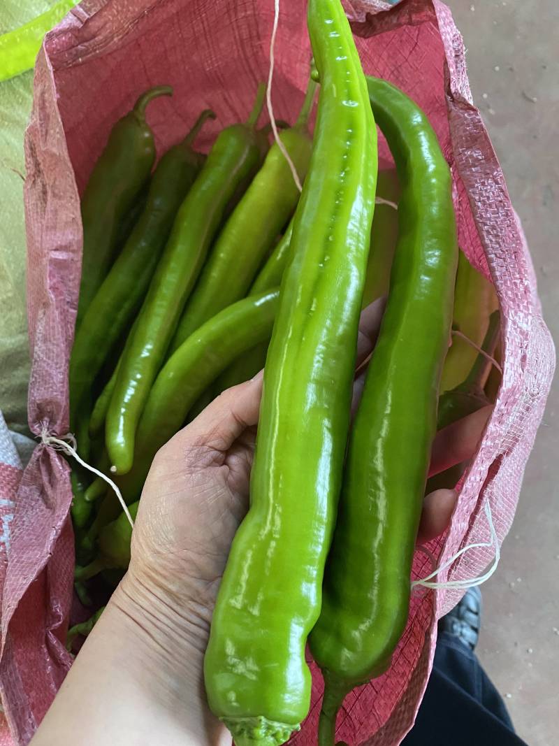 绿尖椒
