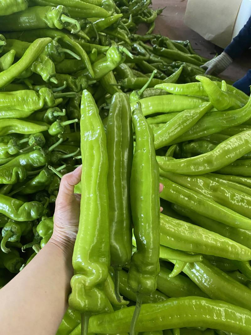 绿尖椒