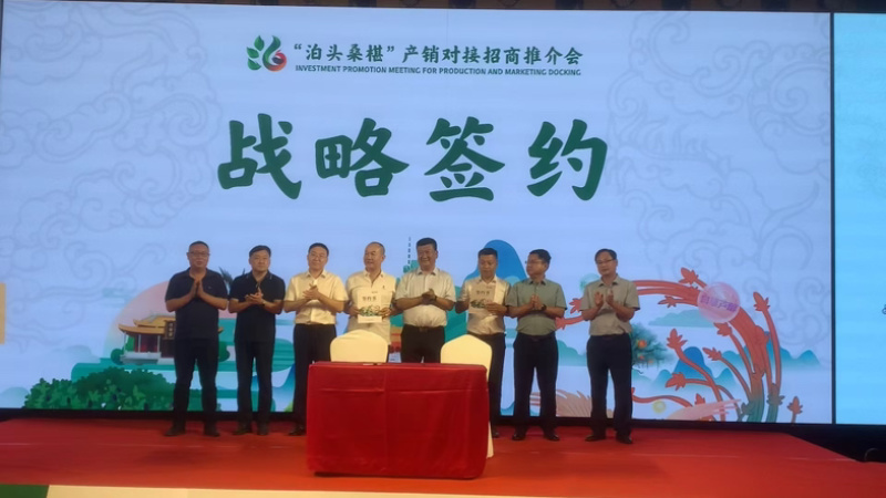 全年供应黑桑椹桑葚速冻冻果万亩果园产地直发价格实惠