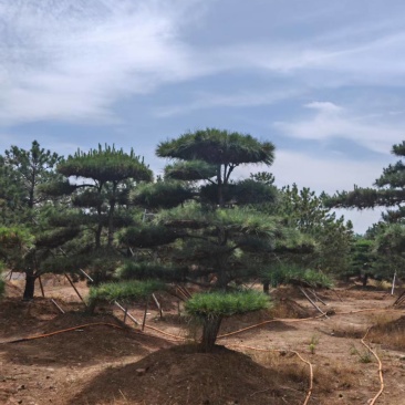 山东晟松造型景观松松.一手货源
