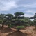 山东晟松造型景观松松.一手货源