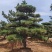 山东晟松造型景观松松.一手货源