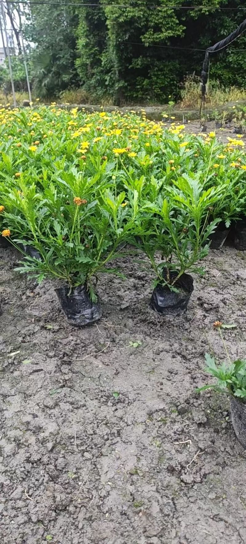 精品木春菊容器苗，大小杯各种规格，基地常年直销。