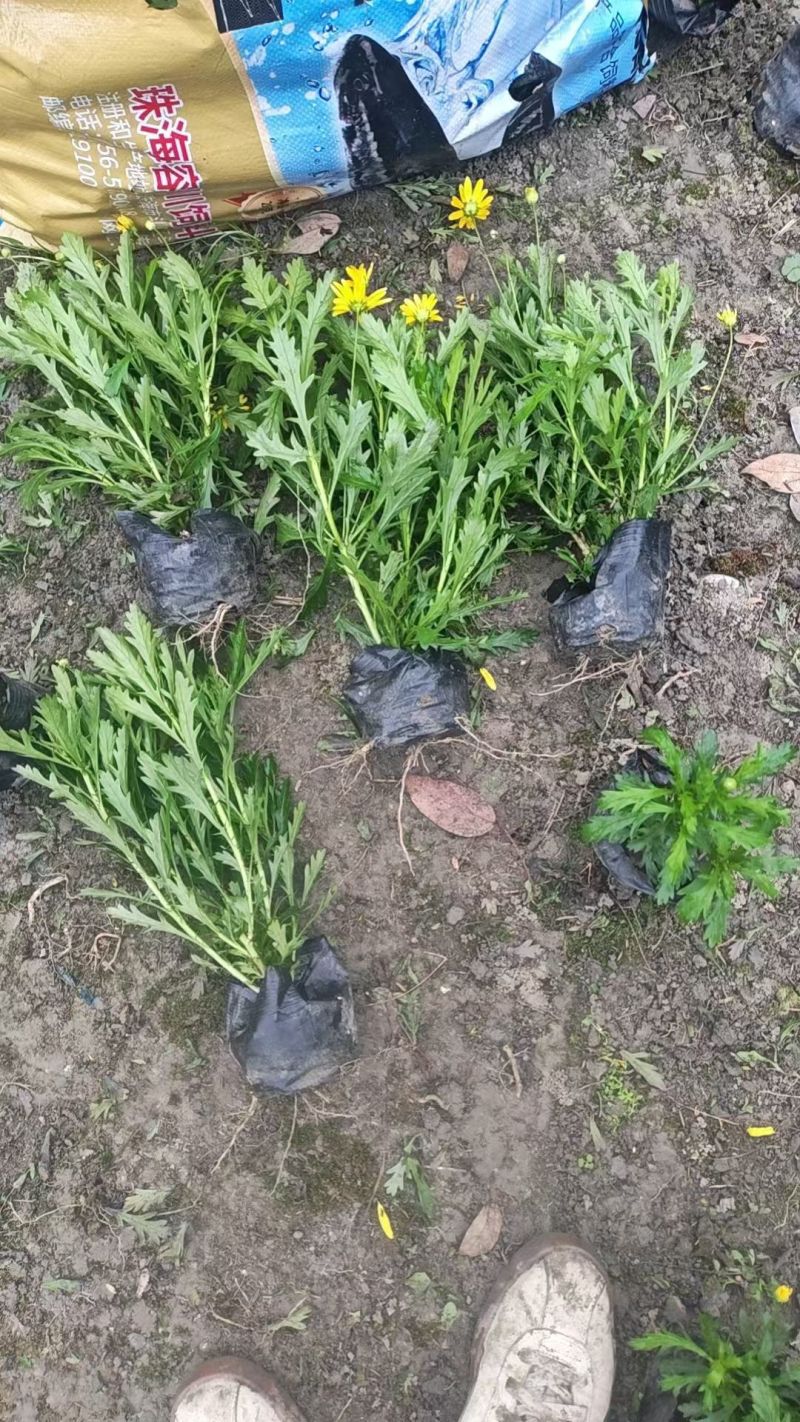 精品木春菊容器苗，大小杯各种规格，基地常年直销。