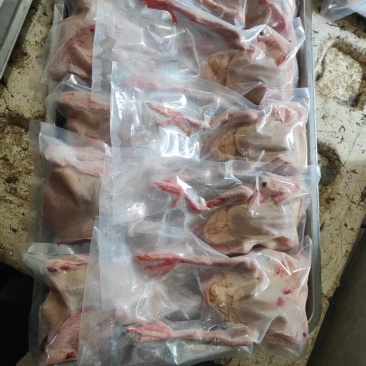 厂家真空包装9量以上鸽子有货