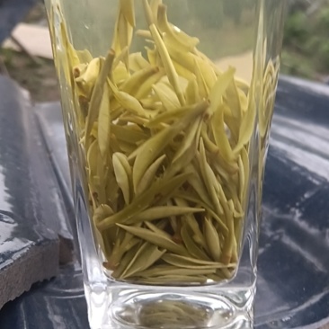 安吉白茶🍵