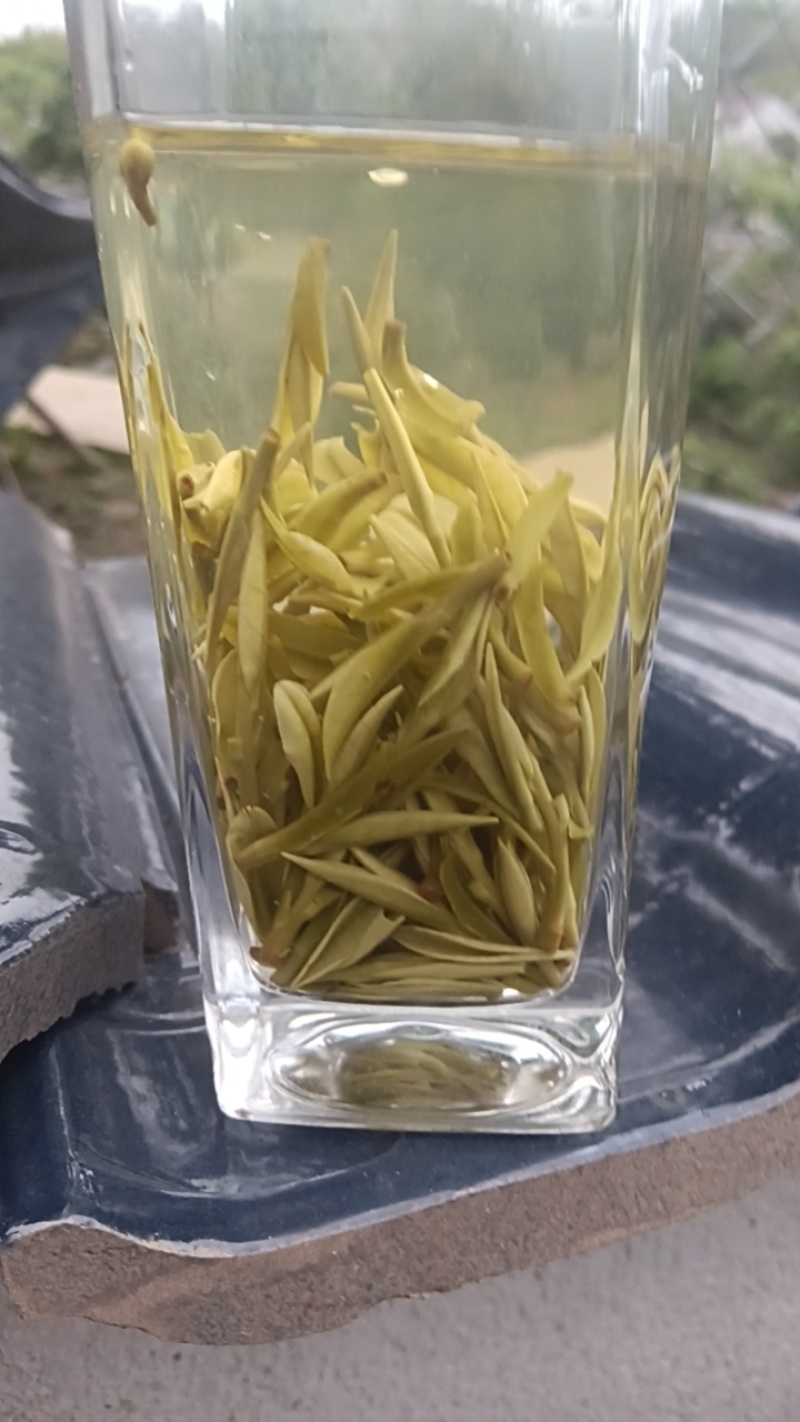安吉白茶🍵