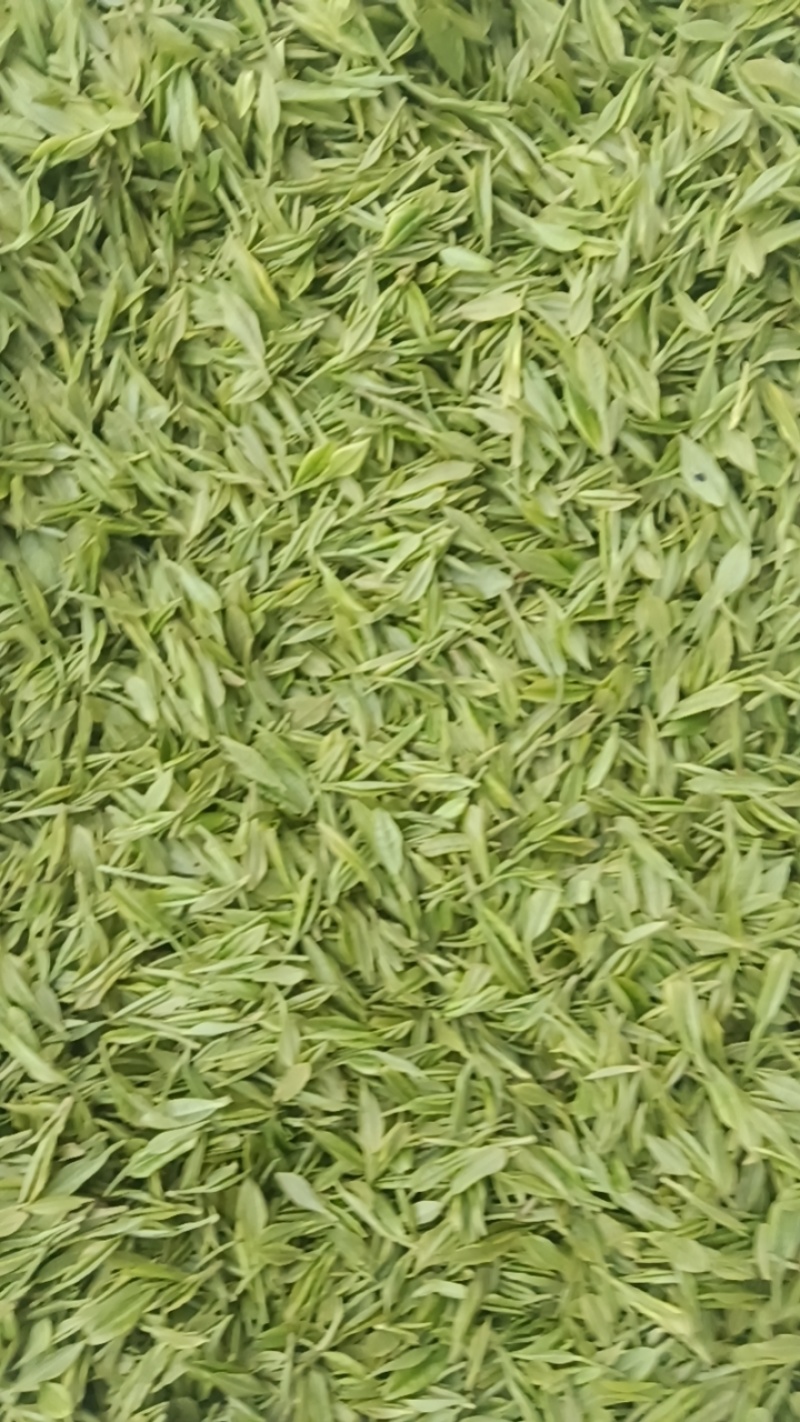 安吉白茶🍵