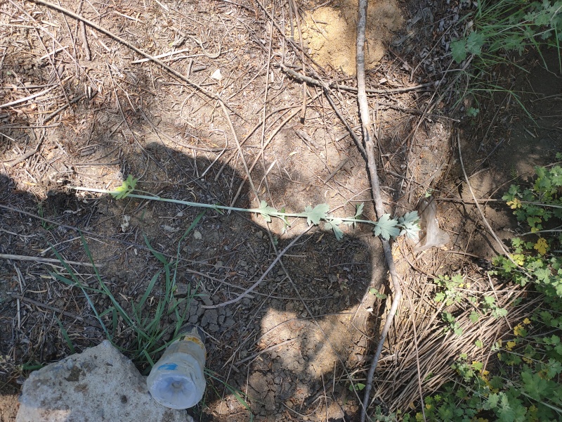 端午节专用艾草批发
