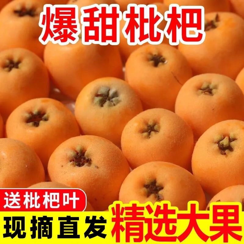 枇杷/四川枇杷/大五星枇杷品质保证诚信经营