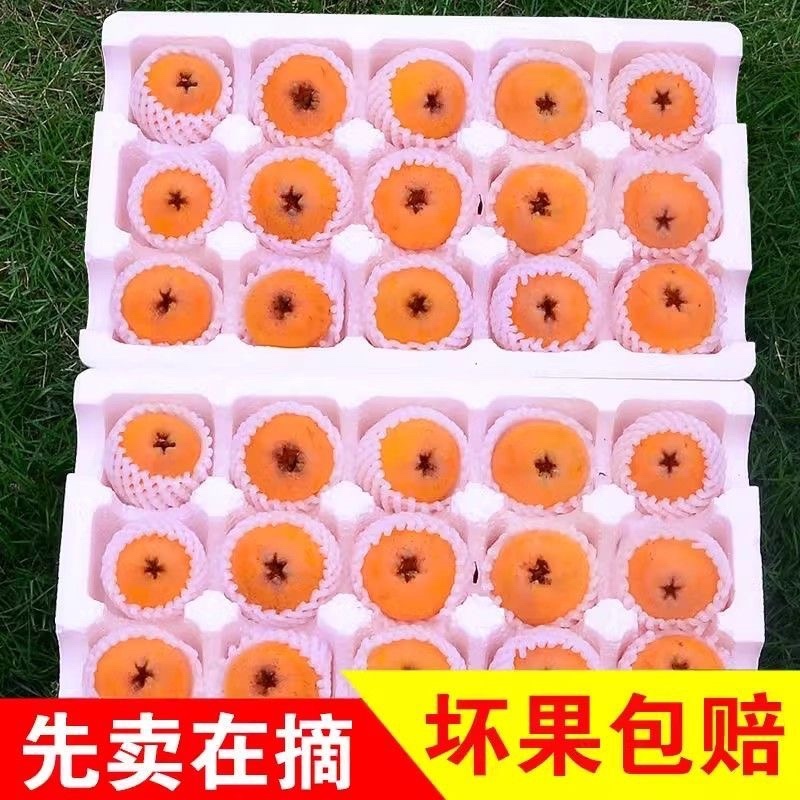 枇杷/四川枇杷/大五星枇杷品质保证诚信经营