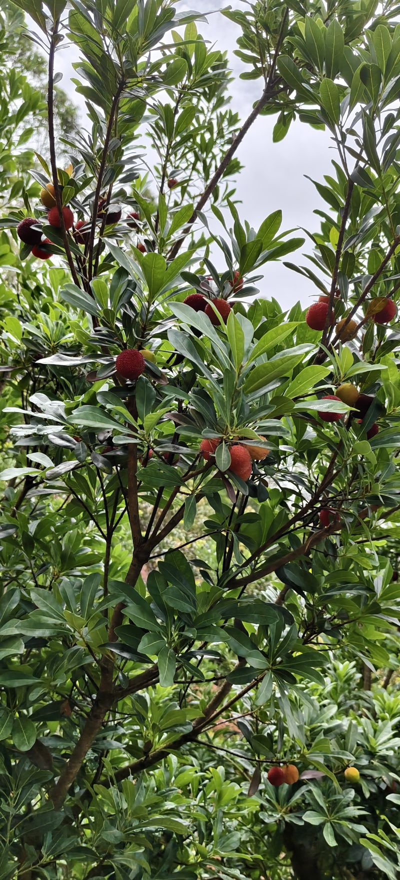 新鲜采摘的杨梅