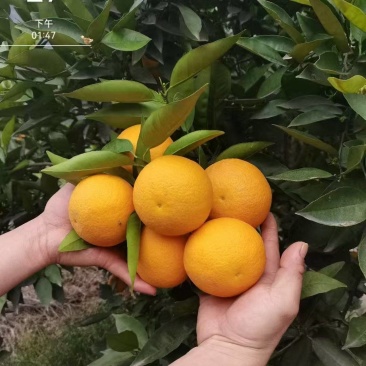 湖北夏橙，5月橙子，口感酸甜汁水多，快递代发
