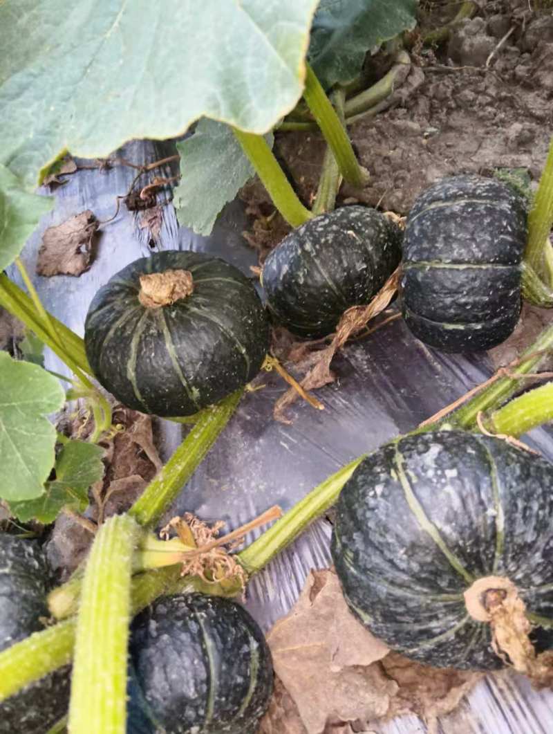 新鲜贝贝南瓜农家自种一手货源批发